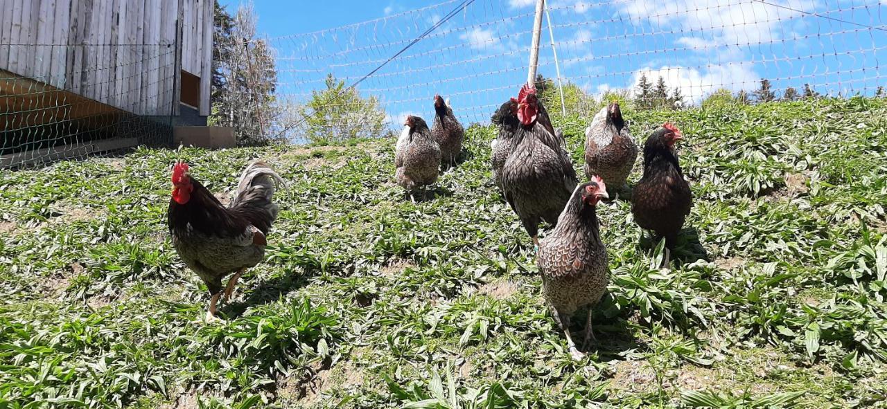 Ferienwohnung Schoenenbuehl Hittisau Eksteriør bilde