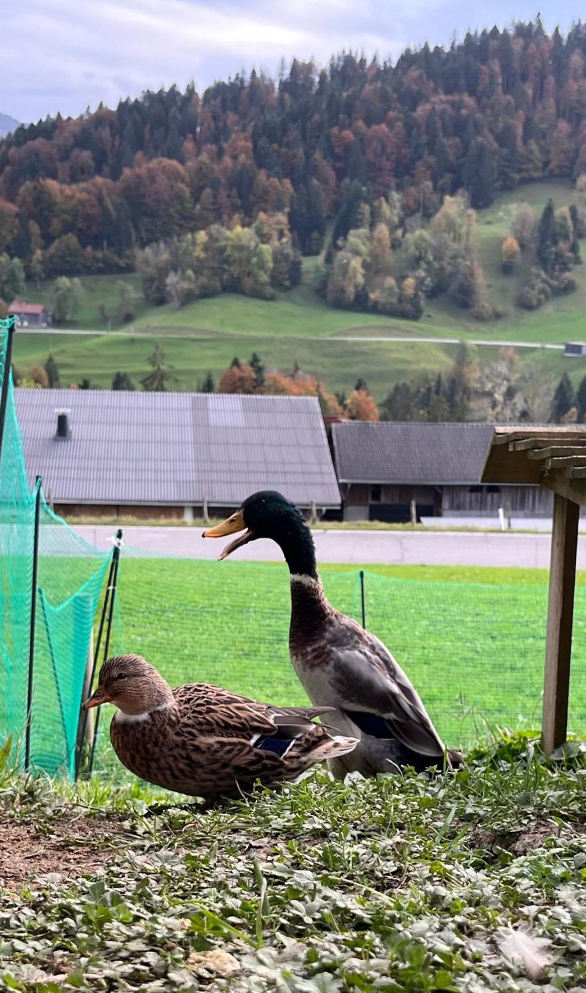 Ferienwohnung Schoenenbuehl Hittisau Eksteriør bilde
